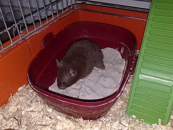 Hamster Malthes Brownie billede 6