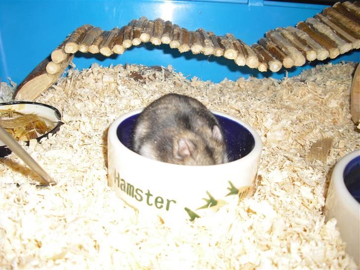 Dværghamster Tot<3 - Mad gør maven glad... (: billede 12