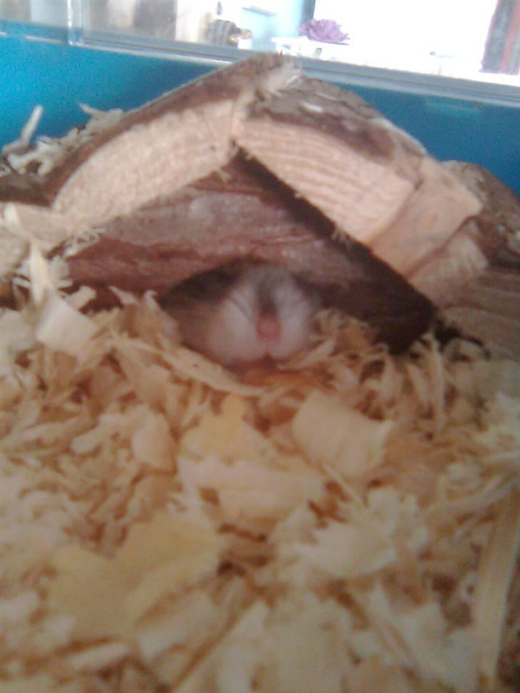 Dværghamster Tot<3 - "Godmorgen verden, if it´s raining you don´t see me!!" haha xD billede 13