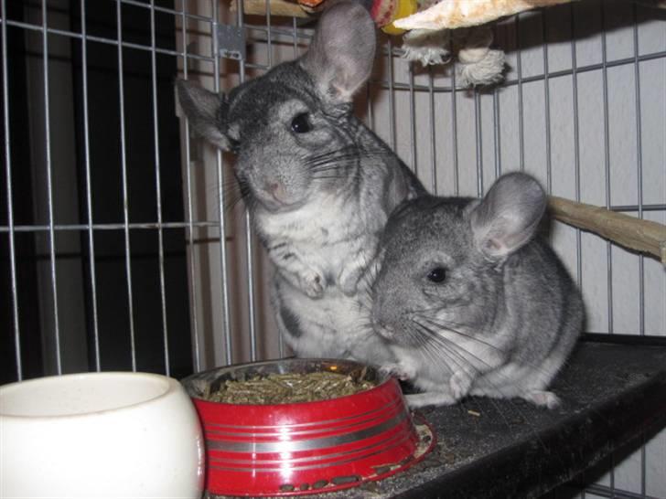 Chinchilla Viggi *aflivet d. 04-06-2012* - Viggi og Vibsen december 2010 billede 7