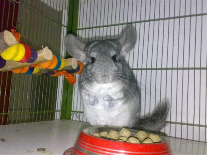 Chinchilla Viggi *aflivet d. 04-06-2012* - 2009 billede 8