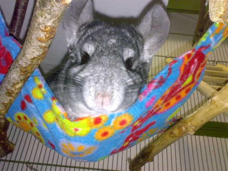 Chinchilla Viggi *aflivet d. 04-06-2012* - Gammelt billede fra 2009 billede 9