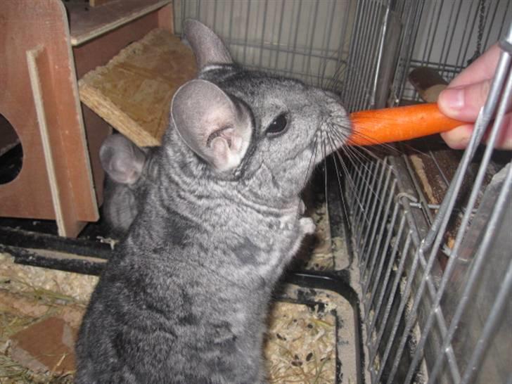 Chinchilla Viggi *aflivet d. 04-06-2012* - januar 2011 billede 10