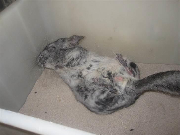 Chinchilla Viggi *aflivet d. 04-06-2012* - 15/5-11 billede 11