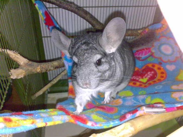 Chinchilla Viggi *aflivet d. 04-06-2012* - Gammelt billede fra 2009 billede 12