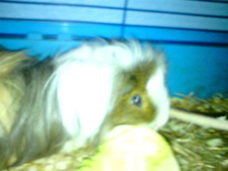 Marsvin Thomas Von Nitouche  - love Magnus<3 billede 1