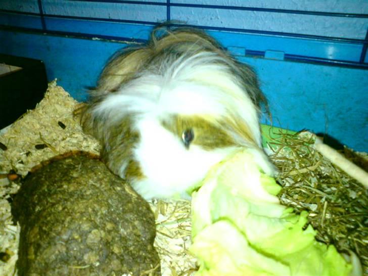 Marsvin Thomas Von Nitouche  - E>MAGNUS<3 billede 2