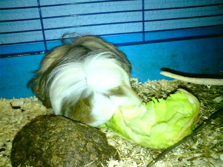 Marsvin Thomas Von Nitouche  - han er da bare så nuttet ikk?<3 billede 3