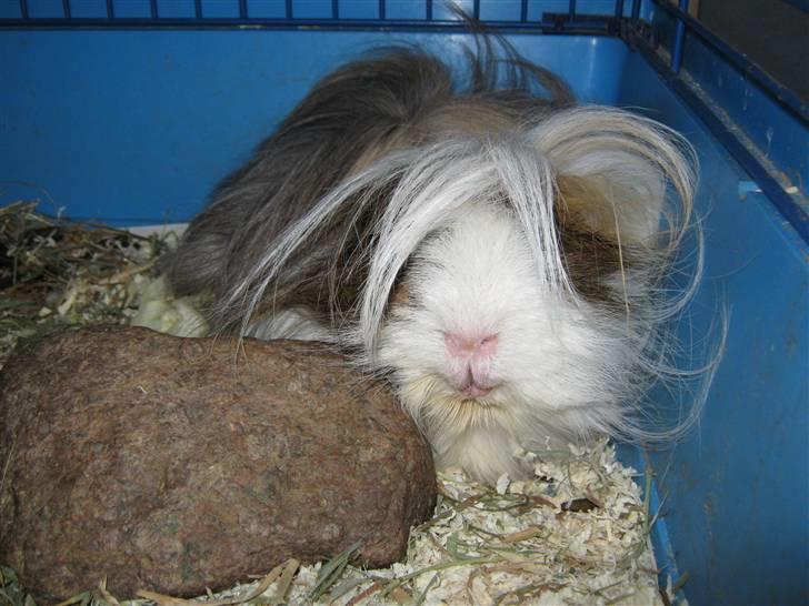 Marsvin Thomas Von Nitouche  - verdens sødeste marsvin<3 billede 4