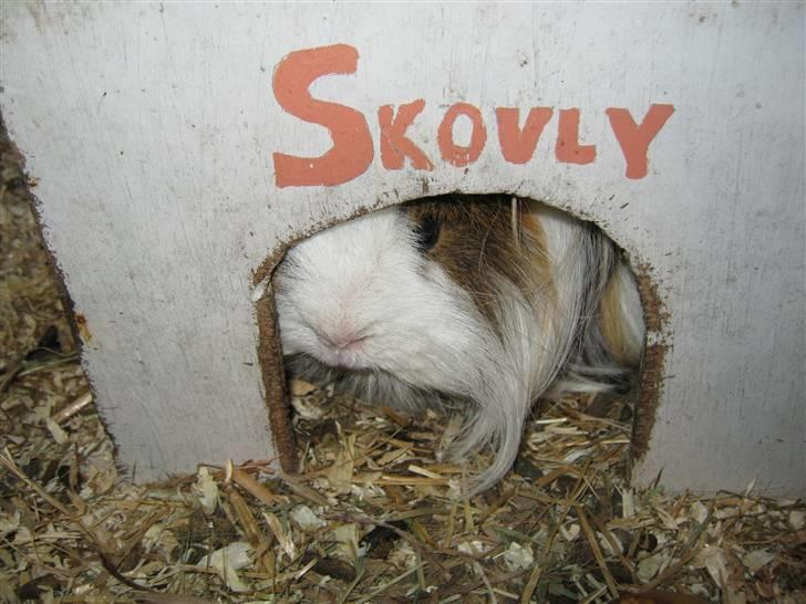 Marsvin Thomas Von Nitouche  - elsker dig dutten<3 billede 5