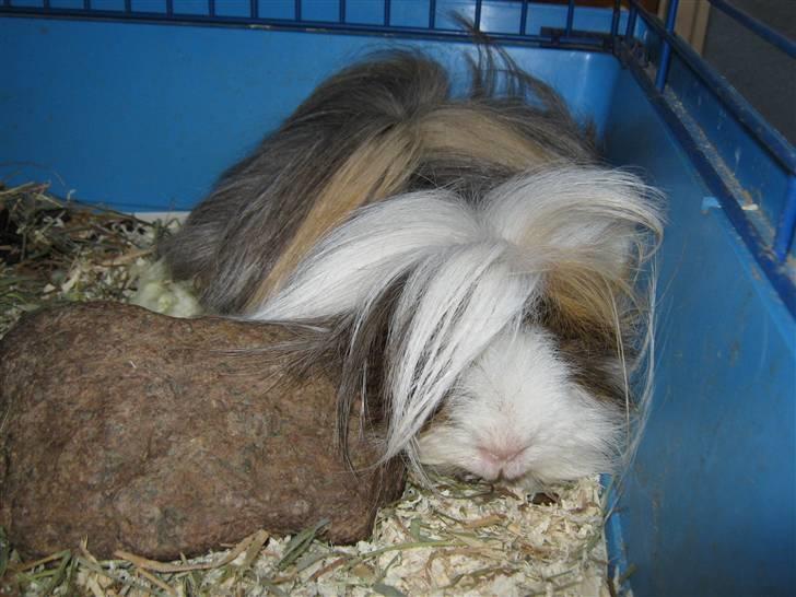 Marsvin Thomas Von Nitouche  - love you<3 billede 6