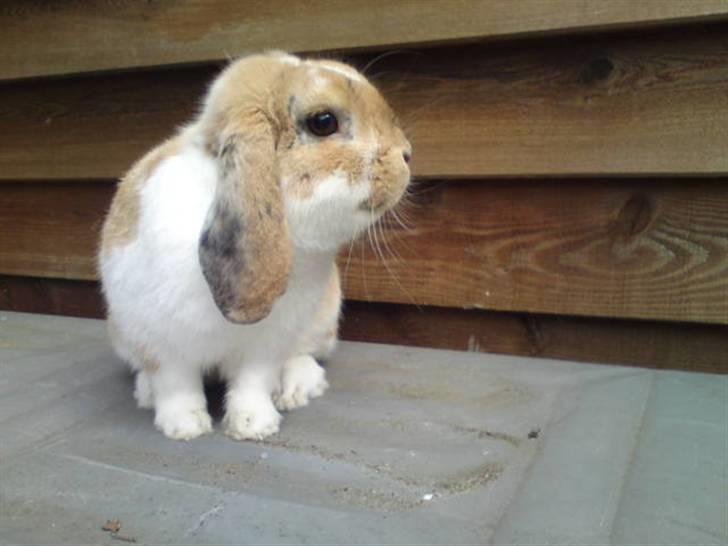 Kanin Smart Von De - smukhed.dk foto: mig billede 7