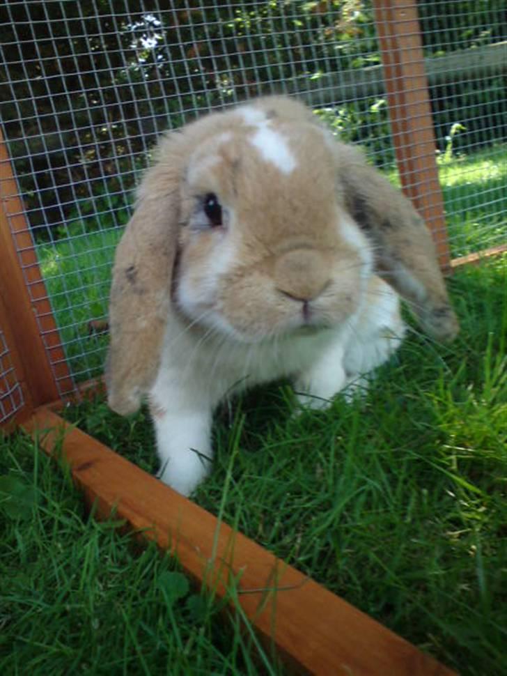 Kanin Smart Von De - sødhed.dk foto: mig billede 8