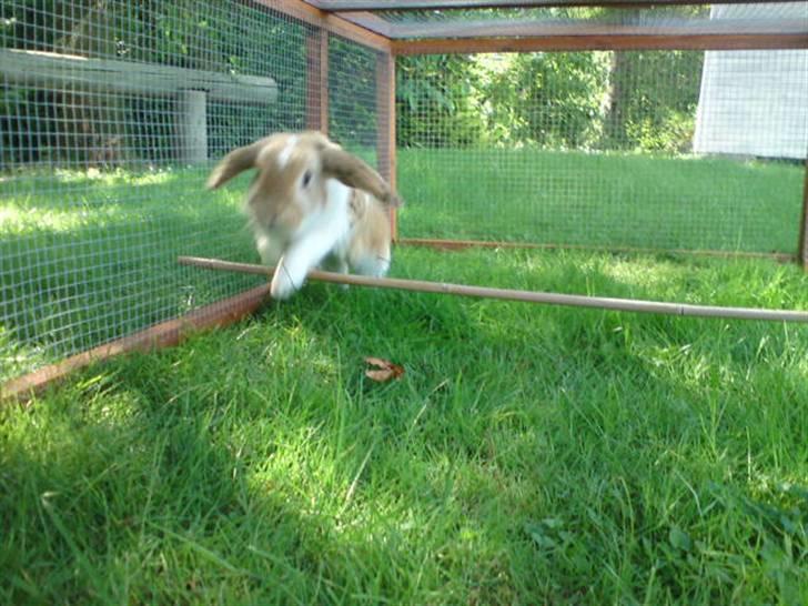 Kanin Smart Von De - han ligner en lille unge der (; foto: mig billede 9