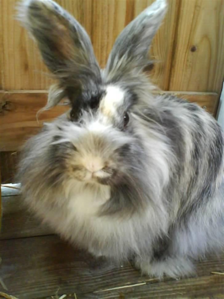 Kanin Holmens Smiley <3 billede 15