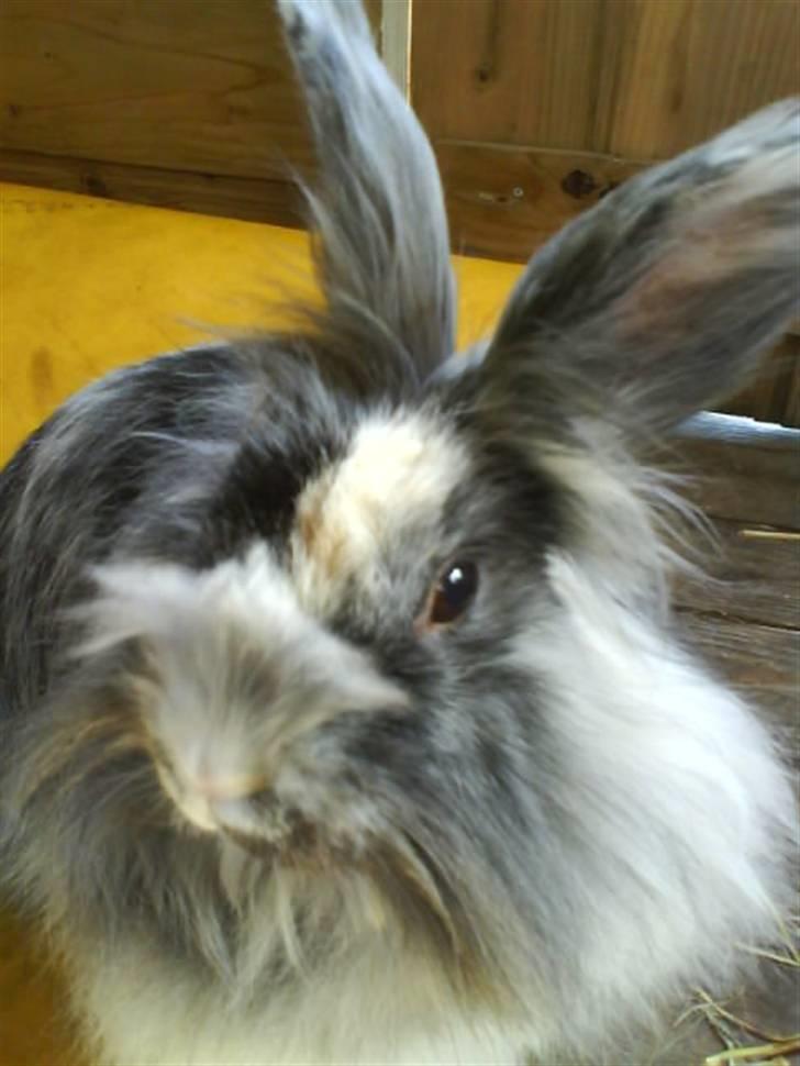 Kanin Holmens Smiley <3 billede 16