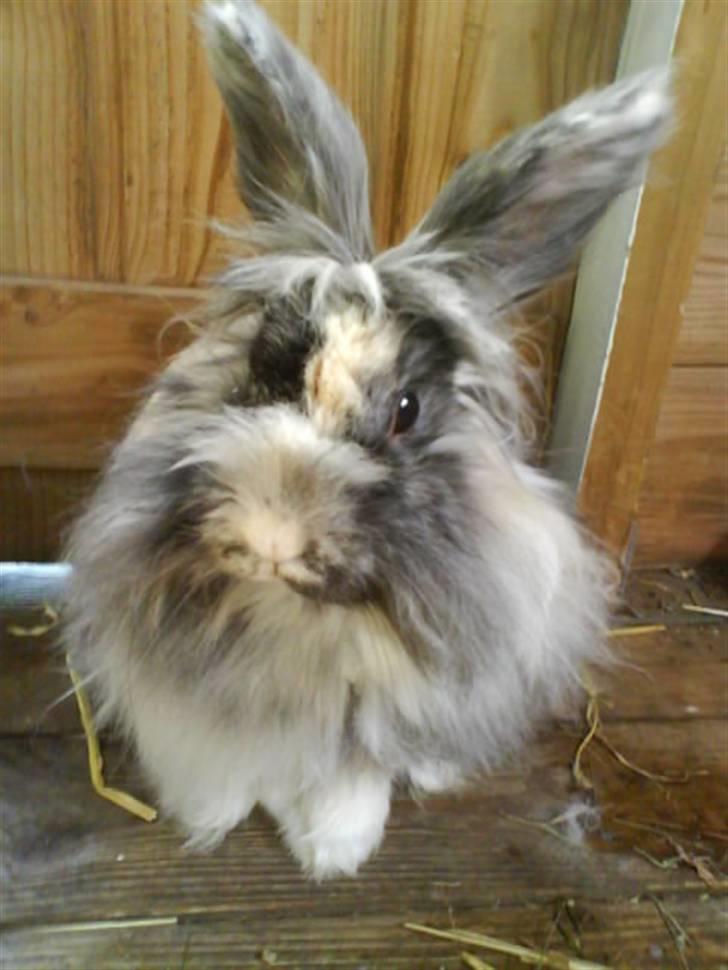 Kanin Holmens Smiley <3 billede 18