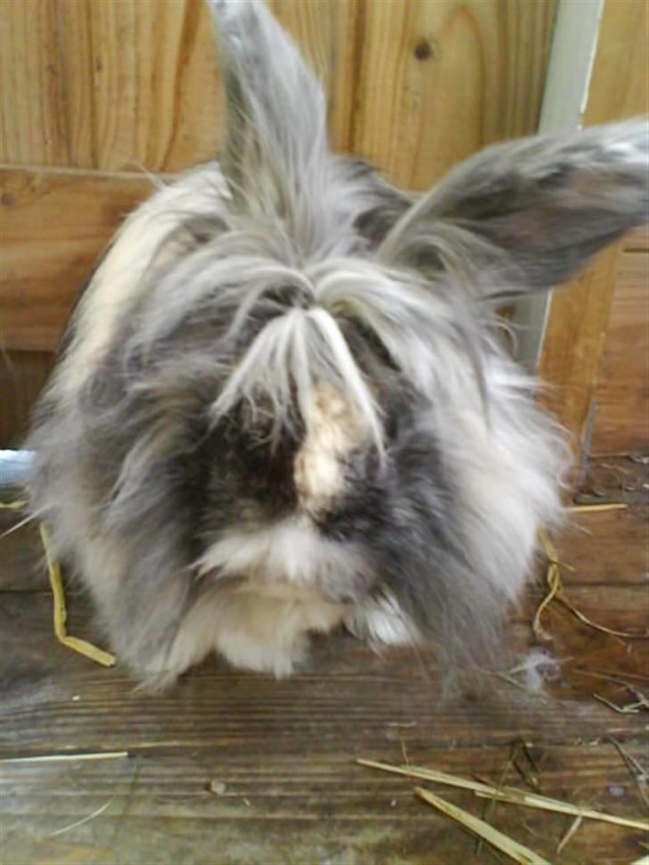 Kanin Holmens Smiley <3 billede 19