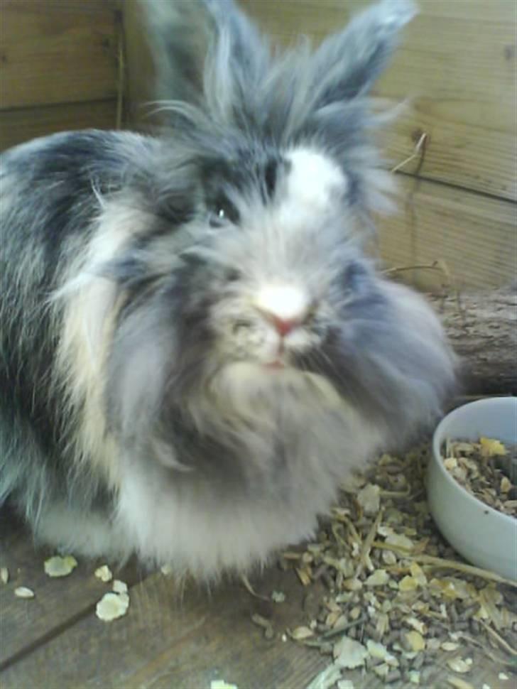 Kanin Holmens Smiley <3 billede 20