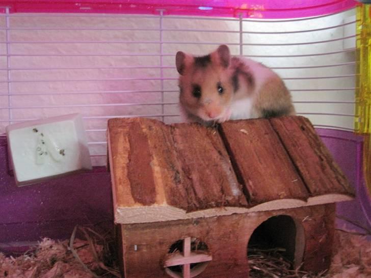 Hamster no name - hun elsker at side på taget af sit hus ;) billede 1