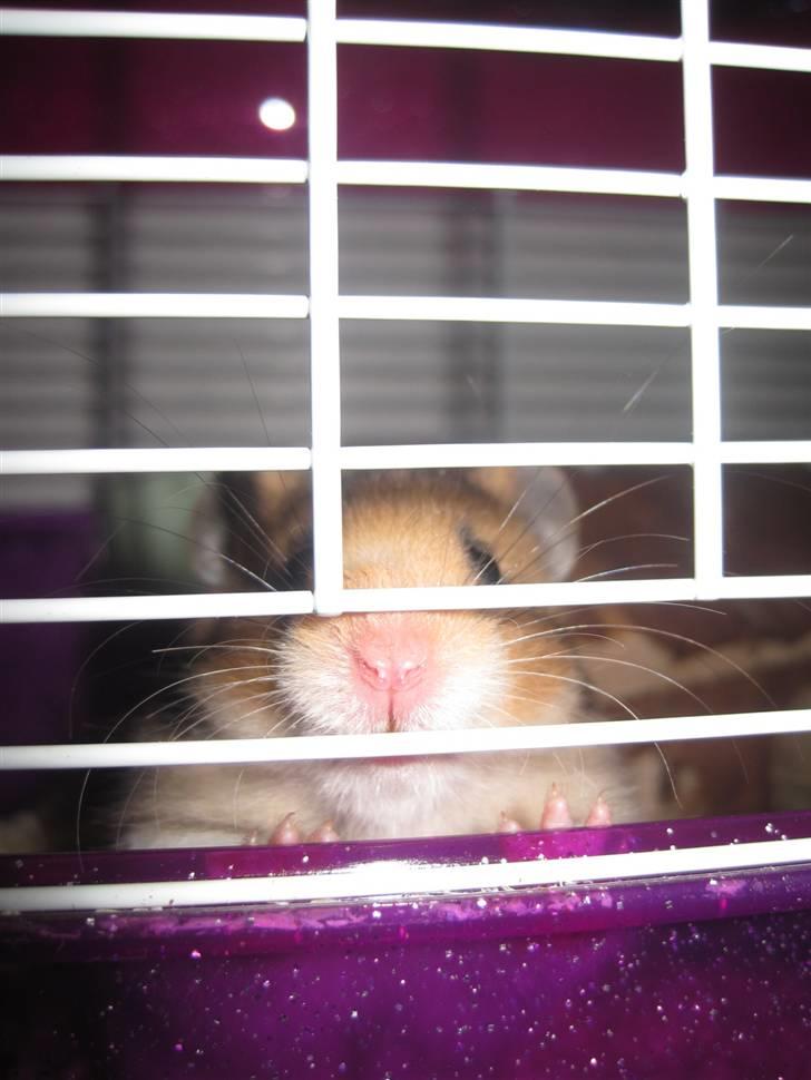 Hamster no name - du er såå nuutteed elsker dig selvom vi ikke er det perfekte par endnu ;) ;( billede 2