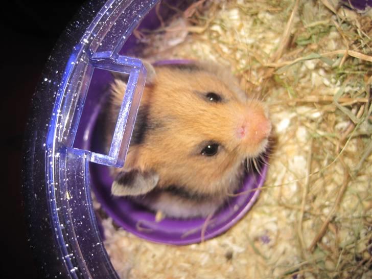 Hamster no name - du er kæææær;) billede 3