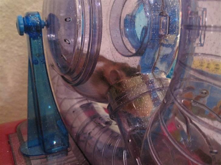Hamster no name - her ligger mmiin skaat og sover i sit hjul =nuuuted<3 billede 4