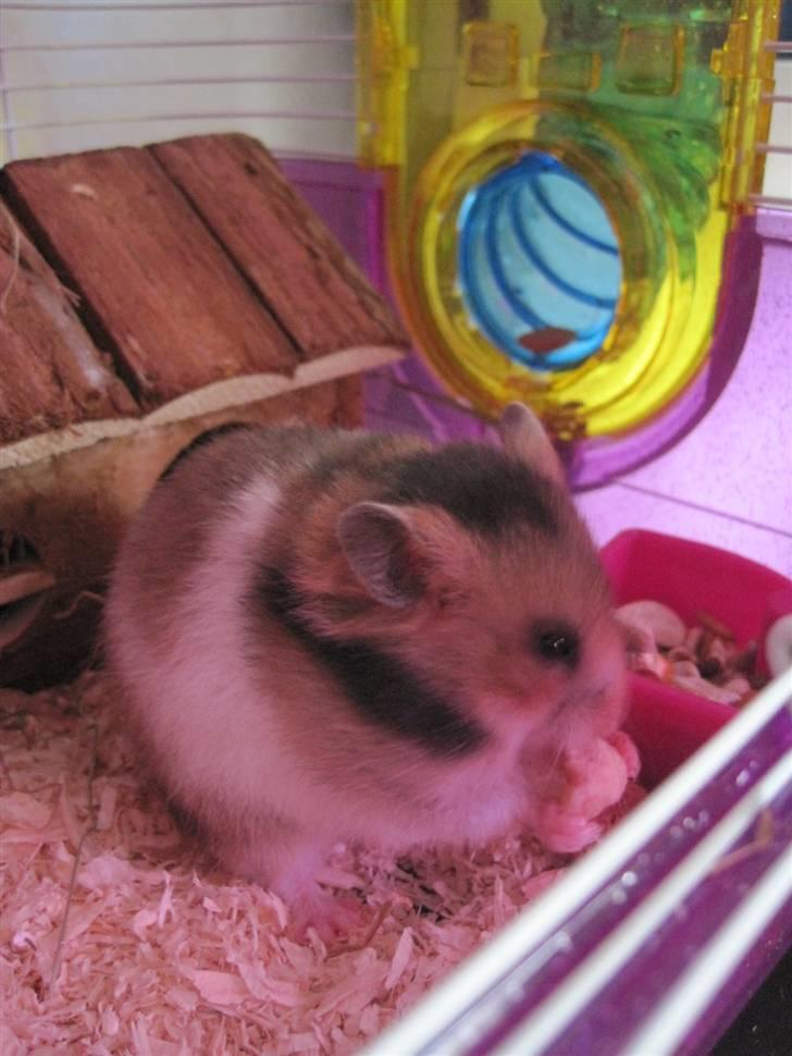 Hamster no name - du ELSKER at spise!<3 billede 5