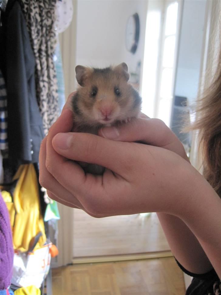 Hamster no name - lige da jeg kom hjem med dig og tog dig ud blev dette billed taget <3 ;) billede 6