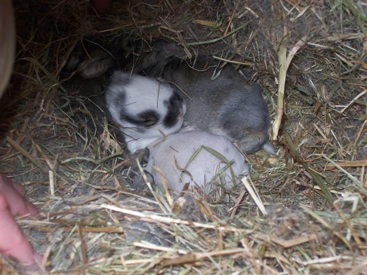 Kanin Nelly - Mine dejlige kaninunger 13 dage gamle (Det er Nellys hovede man kan se (:<3) billede 6