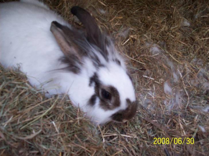 Kanin Nelly - Arrhh hvor er det dejligt at ligge og putte i høet.. (:<3 billede 7