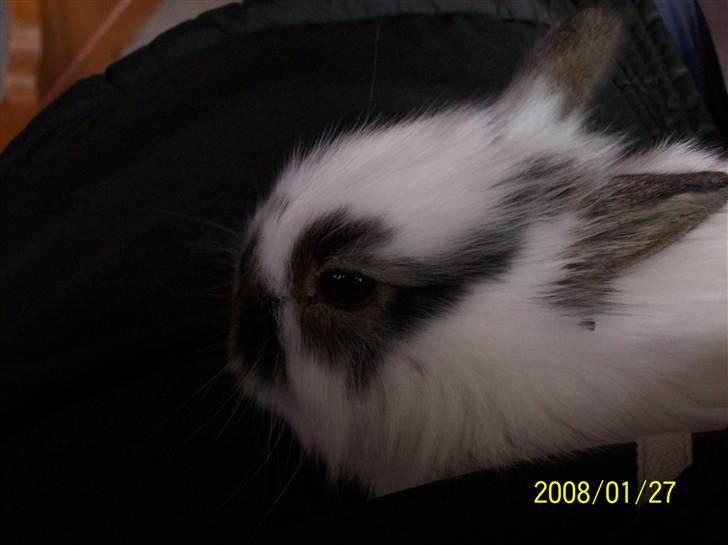 Kanin Nelly - Nelly <3.. 3 uger og 6 dage gammel ... (:<3 billede 8