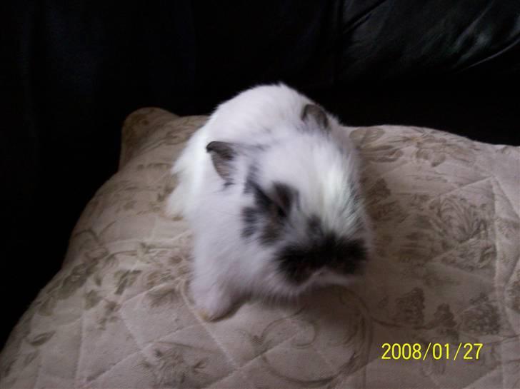 Kanin Nelly - Nelly 2 uger gammel (: <3 billede 9