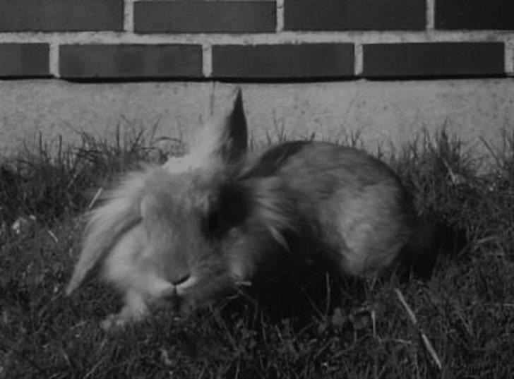 Kanin G-star Raw   billede 8