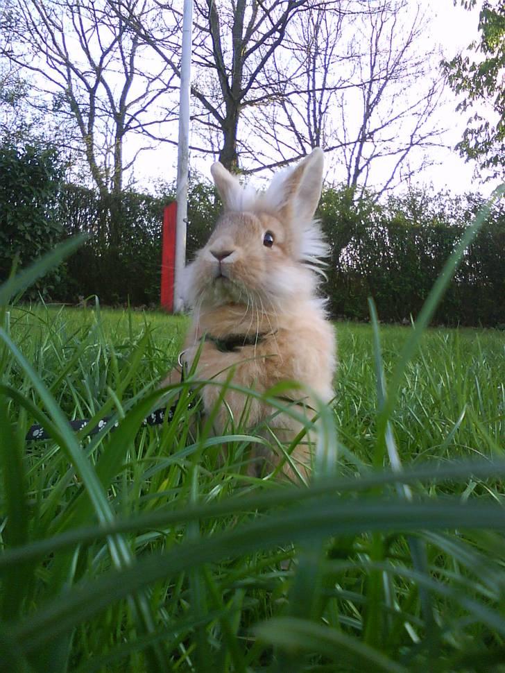 Kanin G-star Raw   billede 9