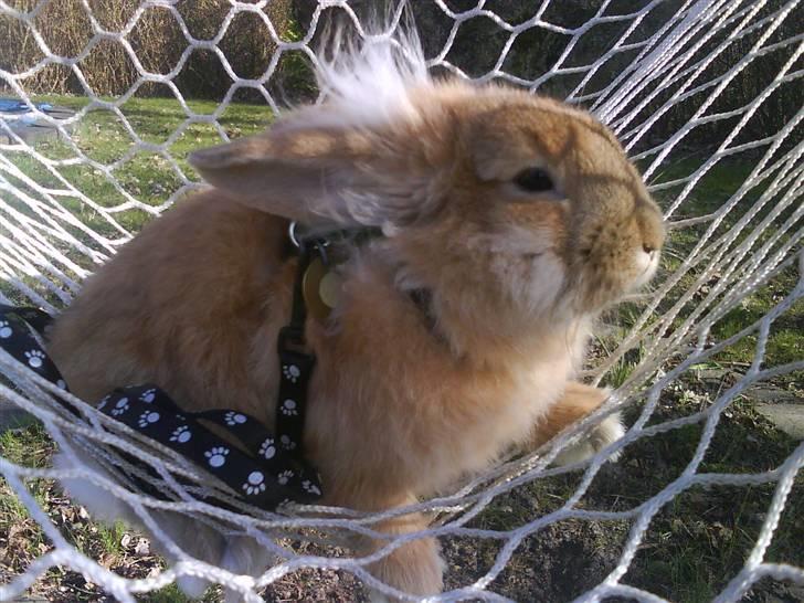 Kanin G-star Raw   billede 10