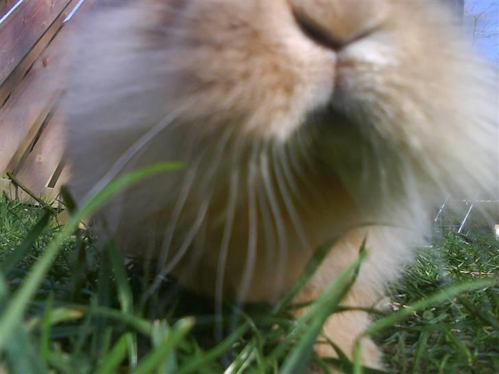 Kanin G-star Raw   billede 11