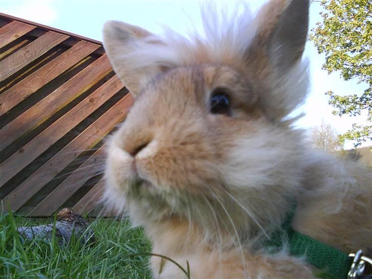 Kanin G-star Raw   billede 12