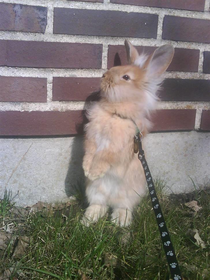 Kanin G-star Raw   billede 13