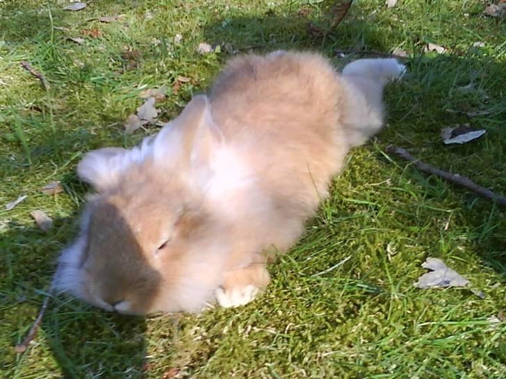 Kanin G-star Raw   billede 14