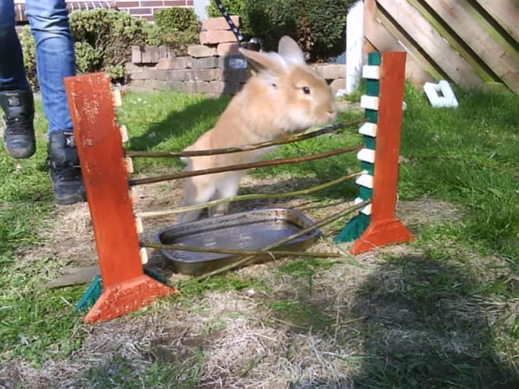 Kanin G-star Raw   billede 15