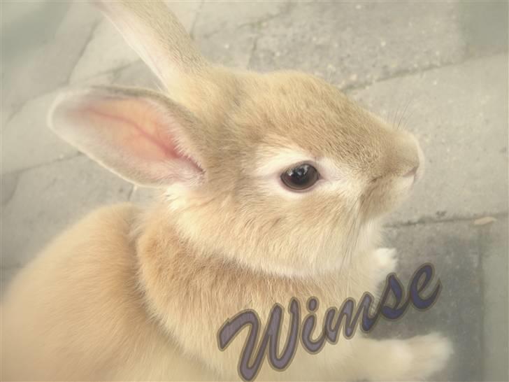Kanin Wimse - redigeret af mig selv :)... Kommenter gerne  billede 5