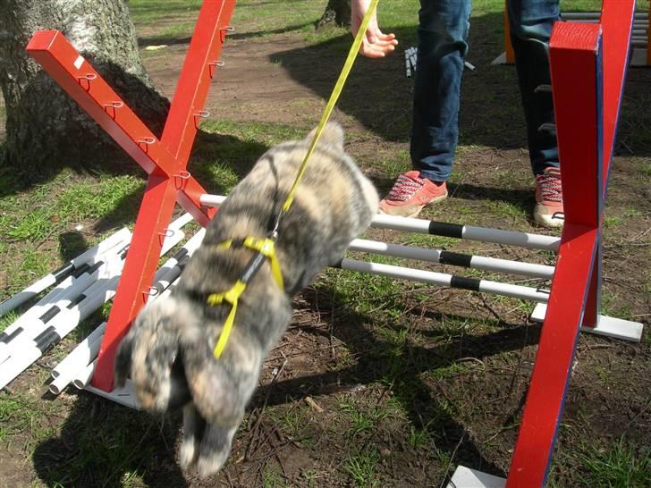 Kanin Phillipa billede 5