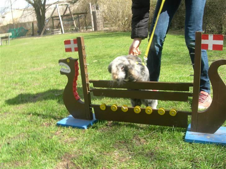 Kanin Phillipa billede 7