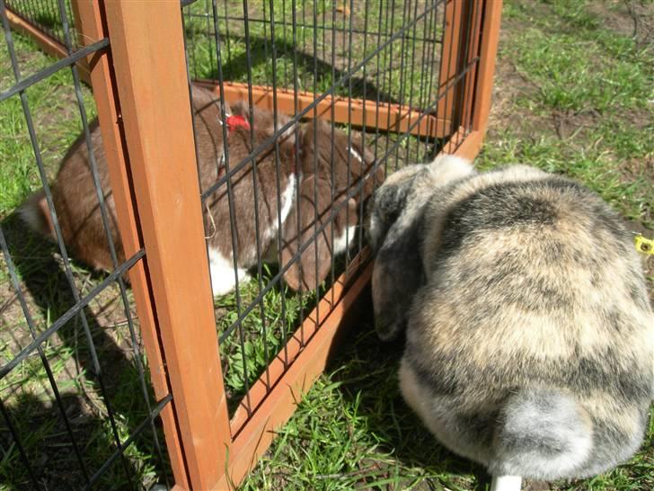 Kanin Phillipa billede 9