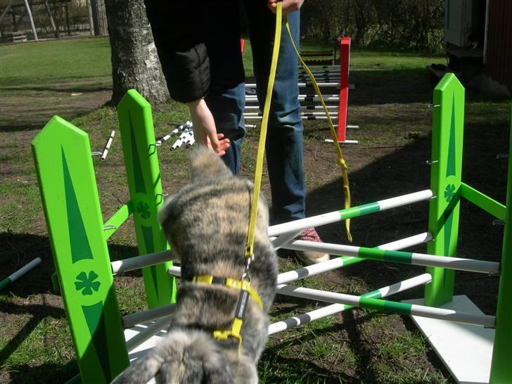 Kanin Phillipa billede 10