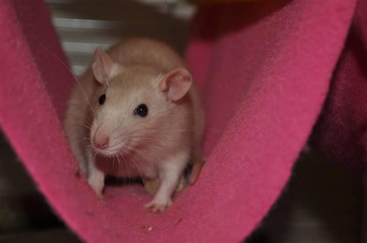 Tamrotte Baby Ratz Joyfull *Aflivet* - Jennifer i sin køje 2010 billede 12