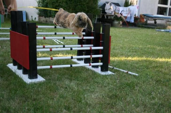 Kanin Tom K. - Tom hopper over 4´eren. billede 1