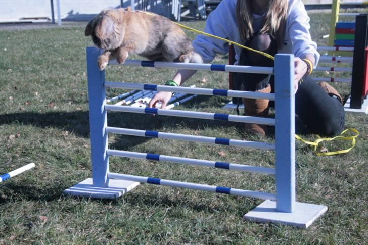 Kanin Tom K. - Tom hopper over enkeltspring - 50 cm. billede 2