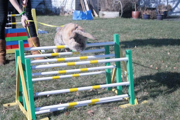 Kanin Tom K. - Tom hopper over griseryggen. billede 3